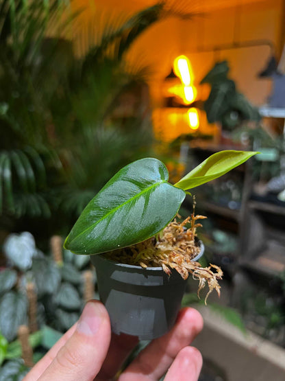 Philodendron Sharoniae