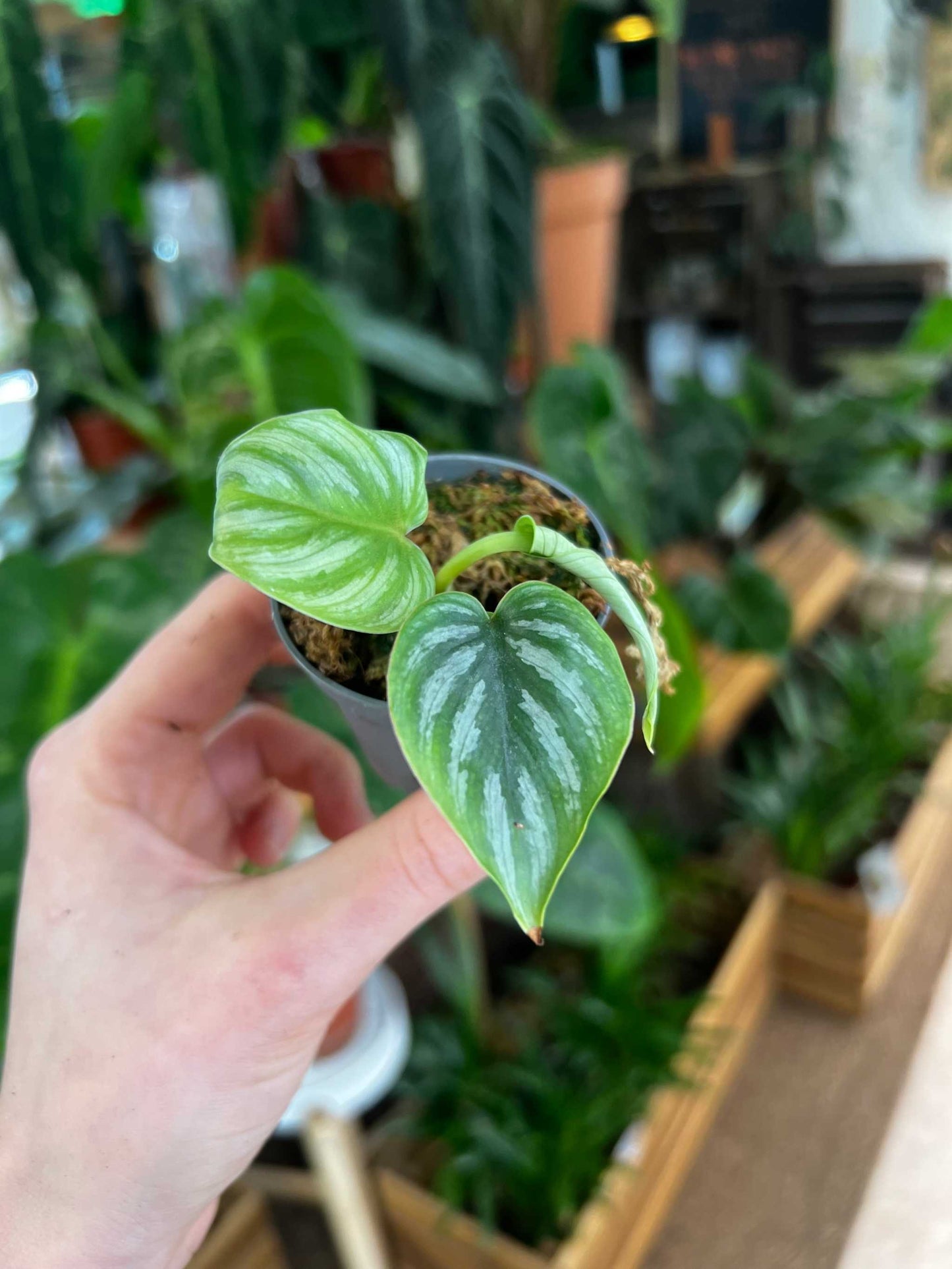 Philodendron plowmanii