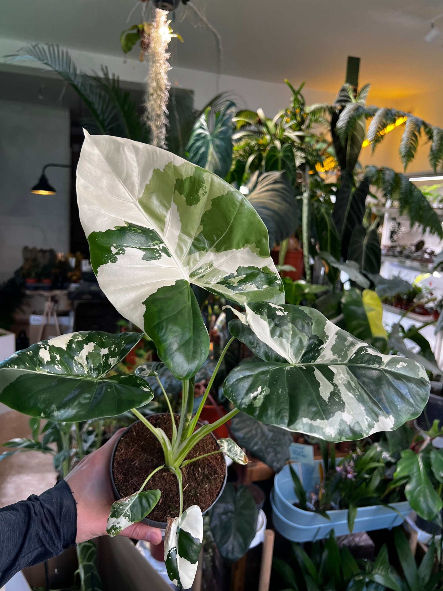 Alocasia macrorrhizos albo variegata