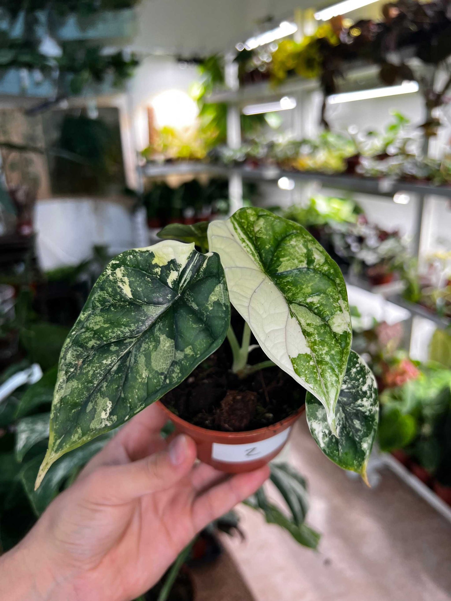 Alocasia dragon scale albo variegata