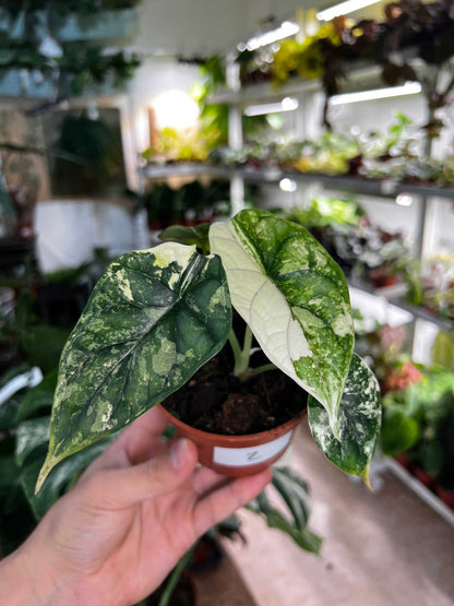 Alocasia dragon scale albo variegata