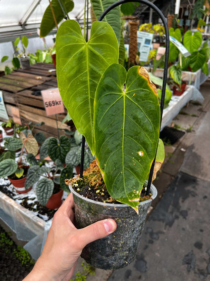 anthurium queremalense care Anthurium Queremalense | Buy Unusual Houseplants Online