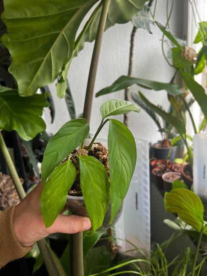 Monstera xanthospatha