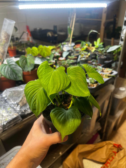 Philodendron fibraecataphyllum