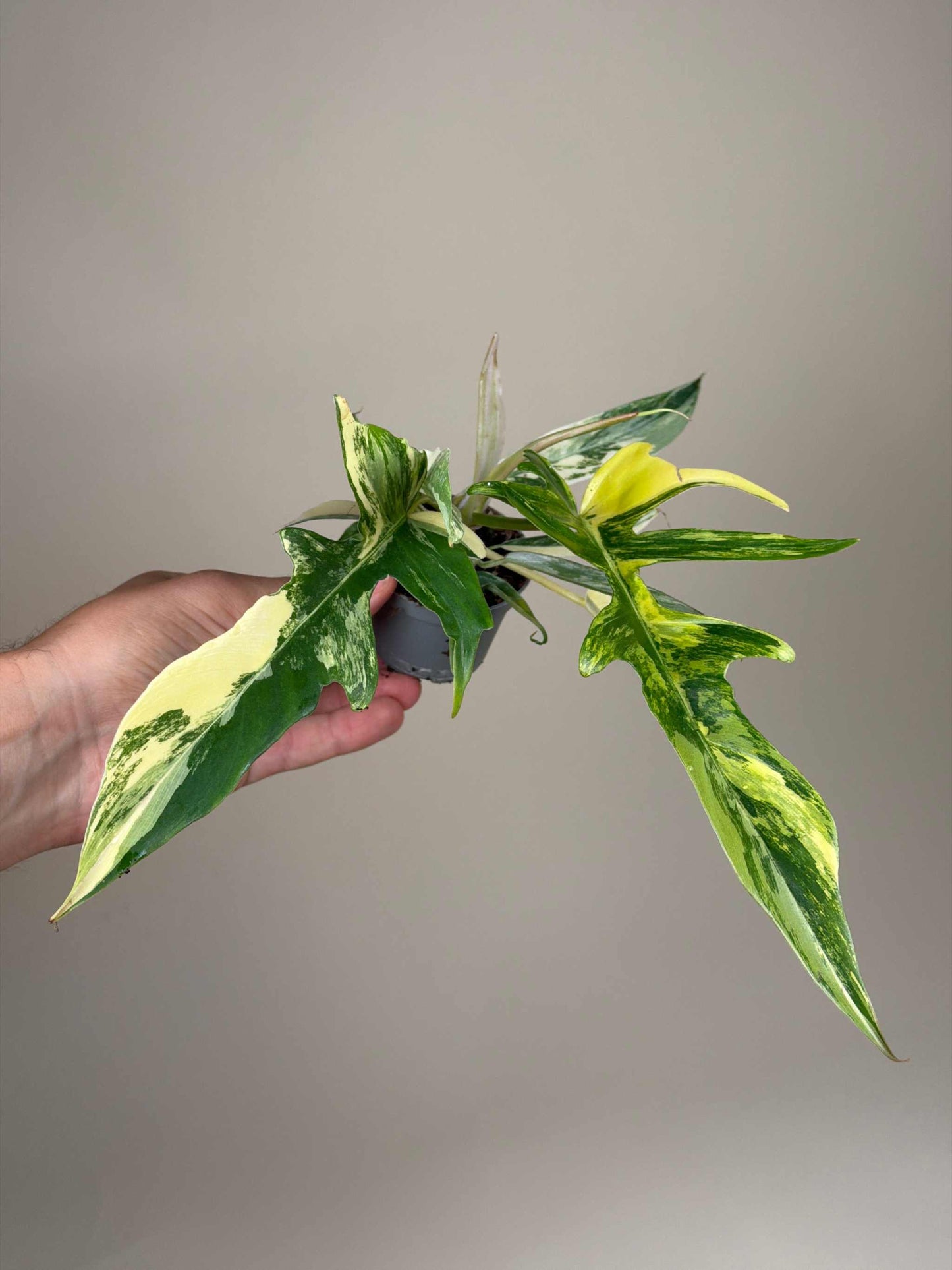 Philodendron tortum x florida beauty