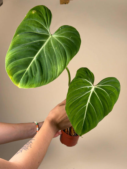 Philodendron gloriosum