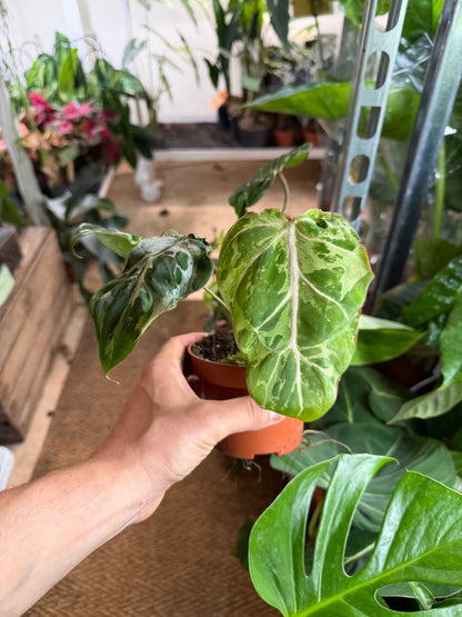 Philodendron gloriosum 'Snow Leopard'