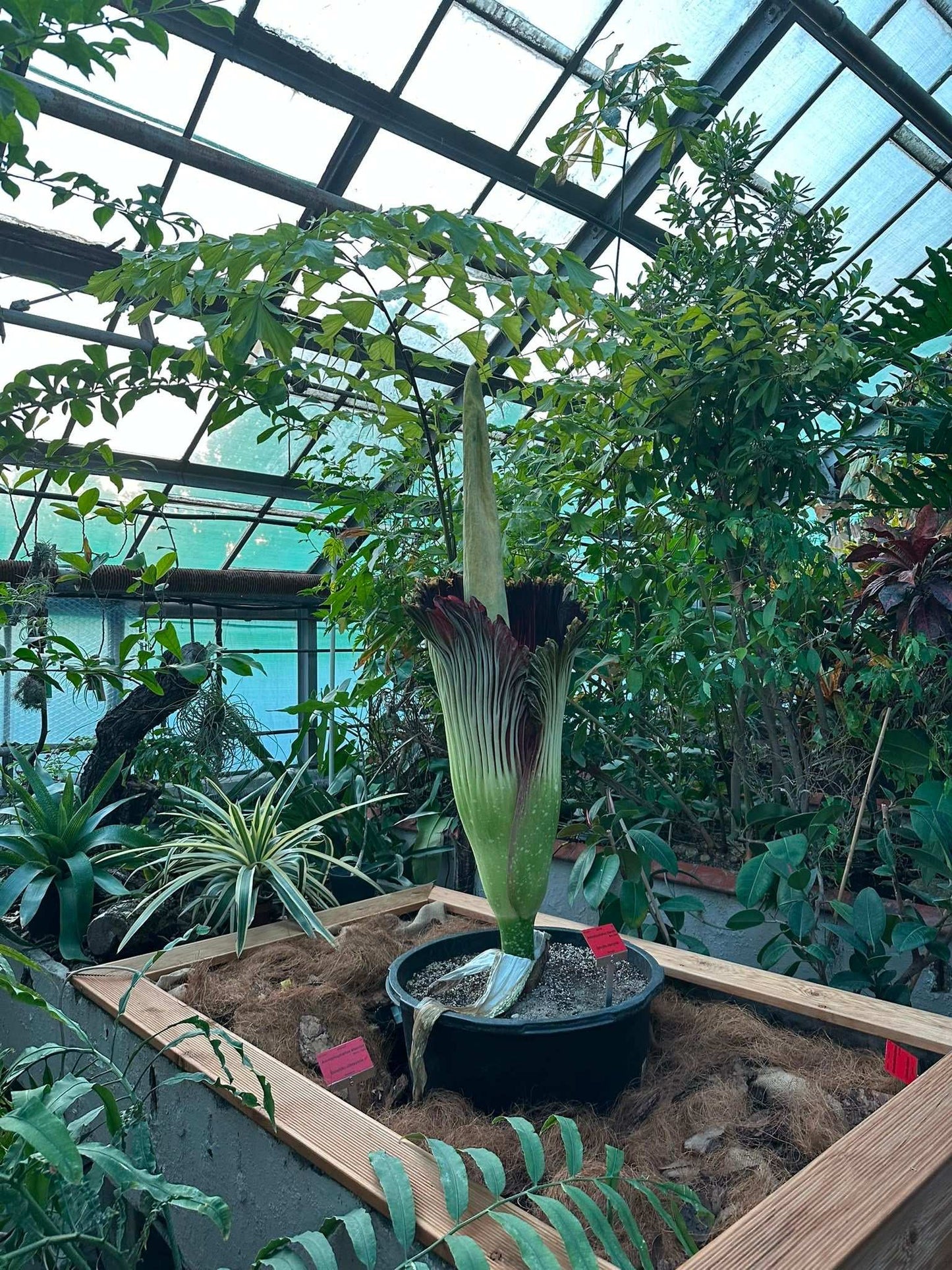 Amorphophallus titanum 