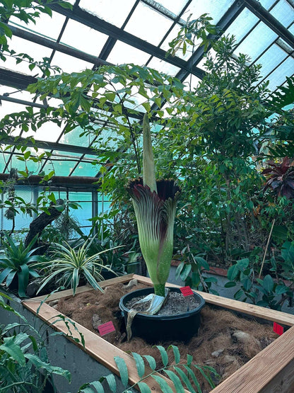 Amorphophallus titanum 
