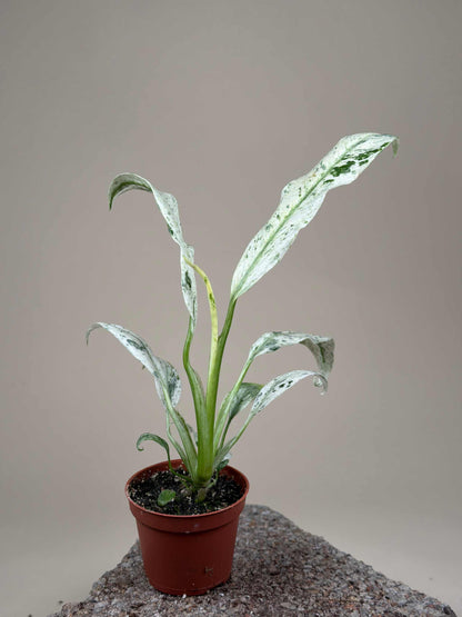 Rhaphidophora puberula variegata