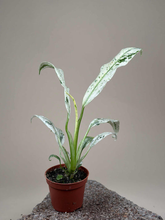 Rhaphidophora puberula variegata
