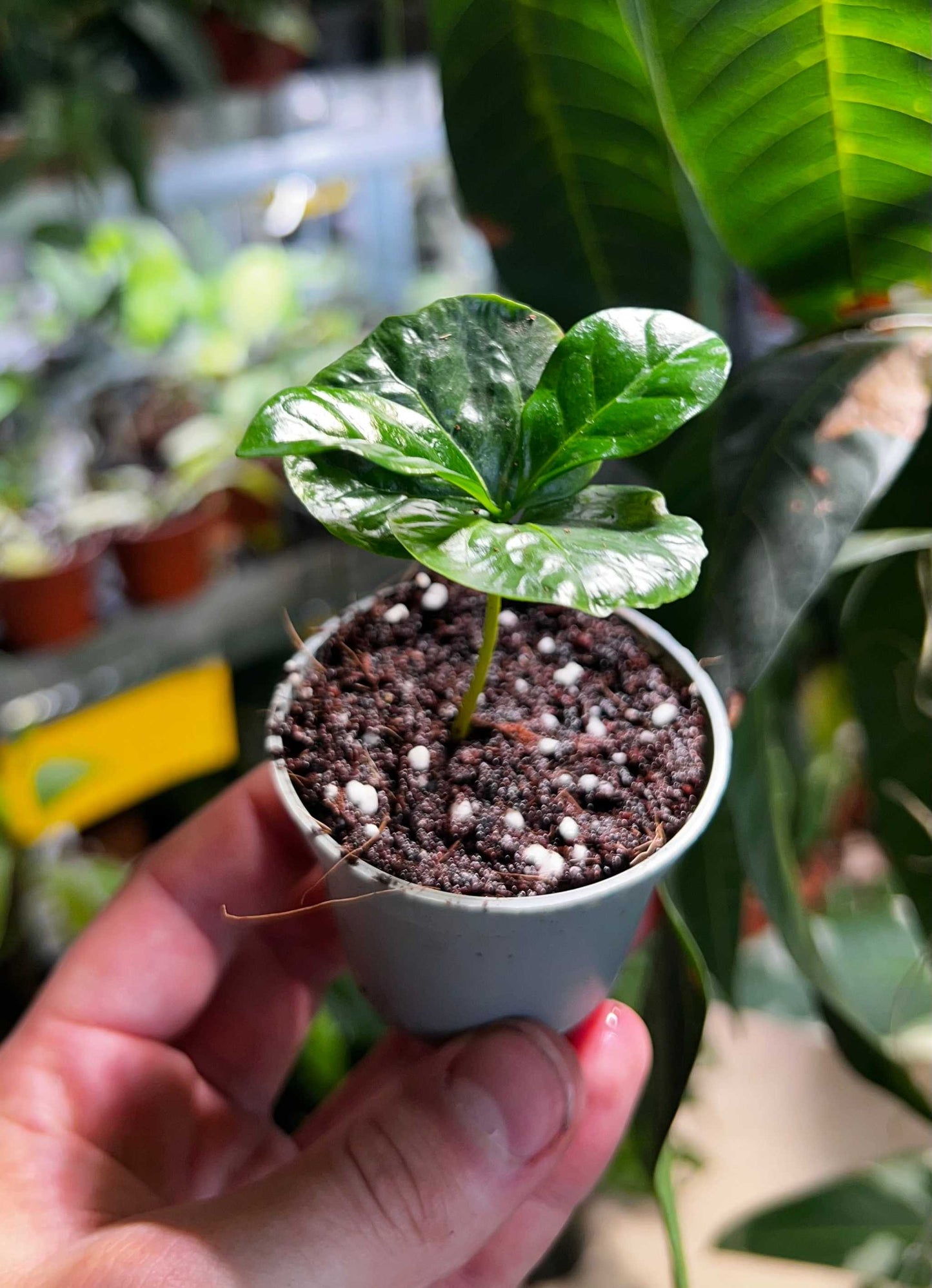 Kaffeträd 'Coffea arabica'