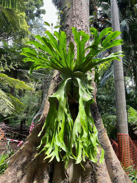 Platycerium bifurcatum | Älghornsbräken