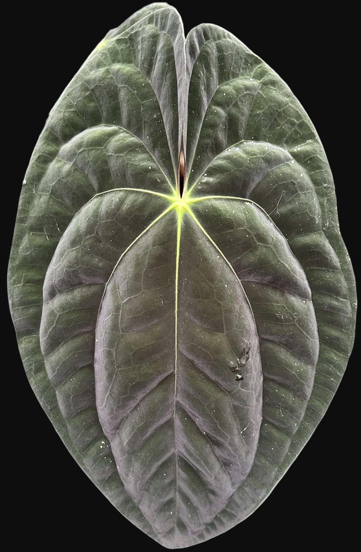 Anthurium papillilaminum