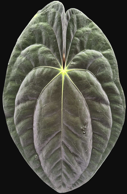 Anthurium papillilaminum