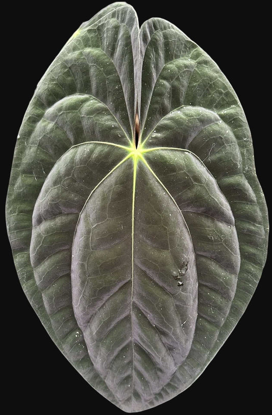 Anthurium papillaminum