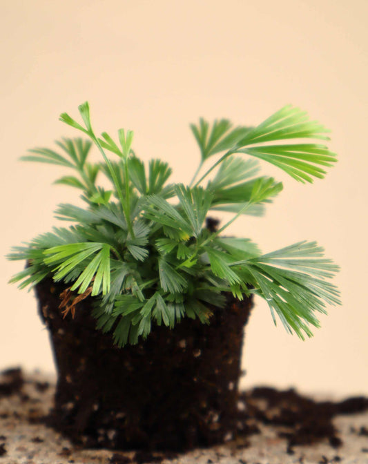 Actiniopteris radiata | Palmbräken