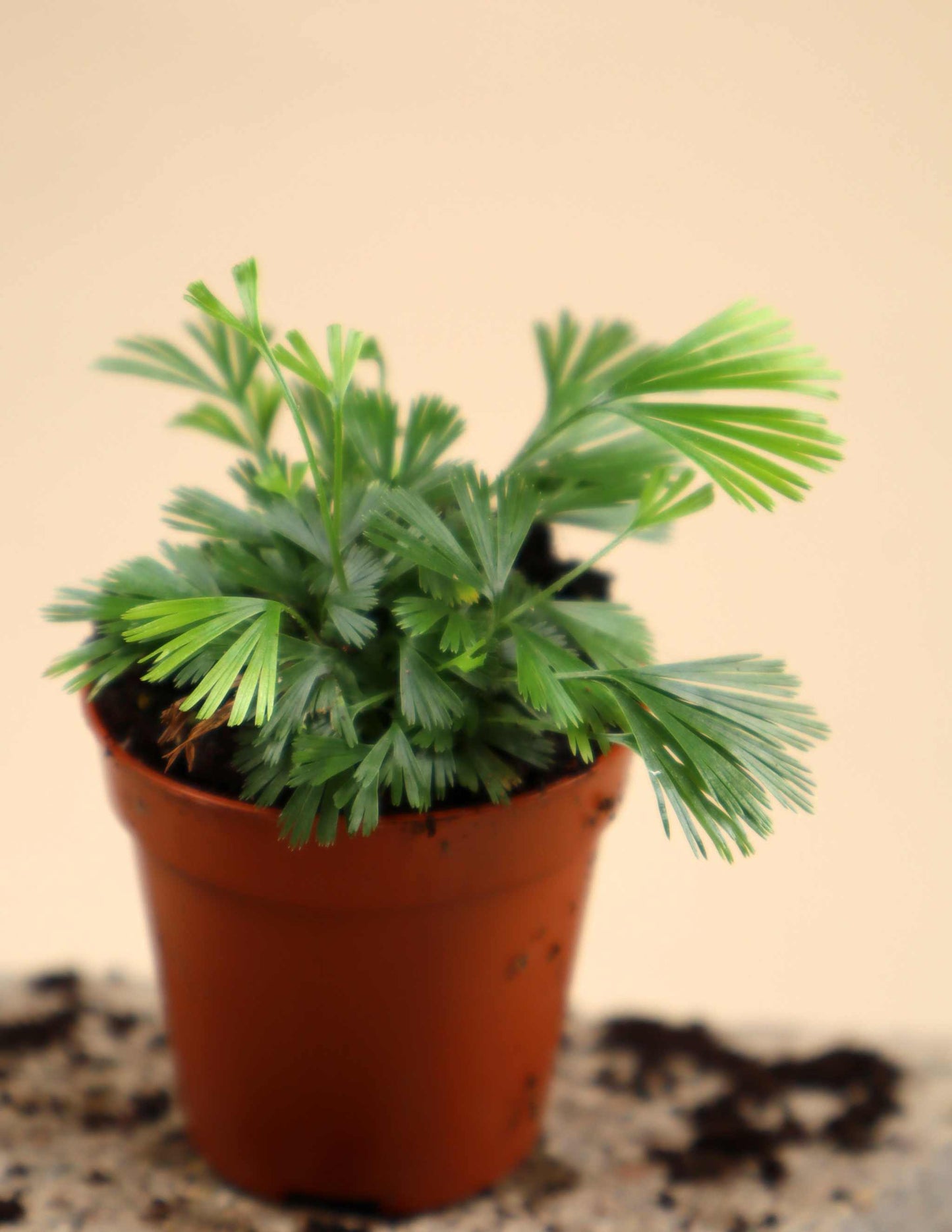 Actiniopteris radiata | Palmbräken