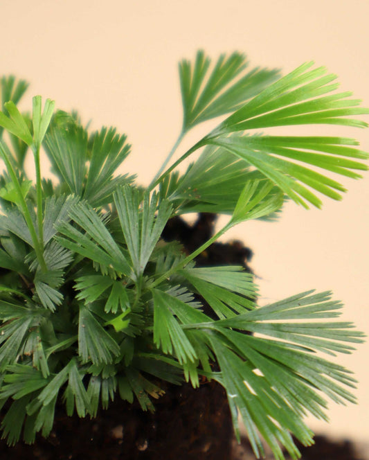 Actiniopteris radiata | Palmbräken