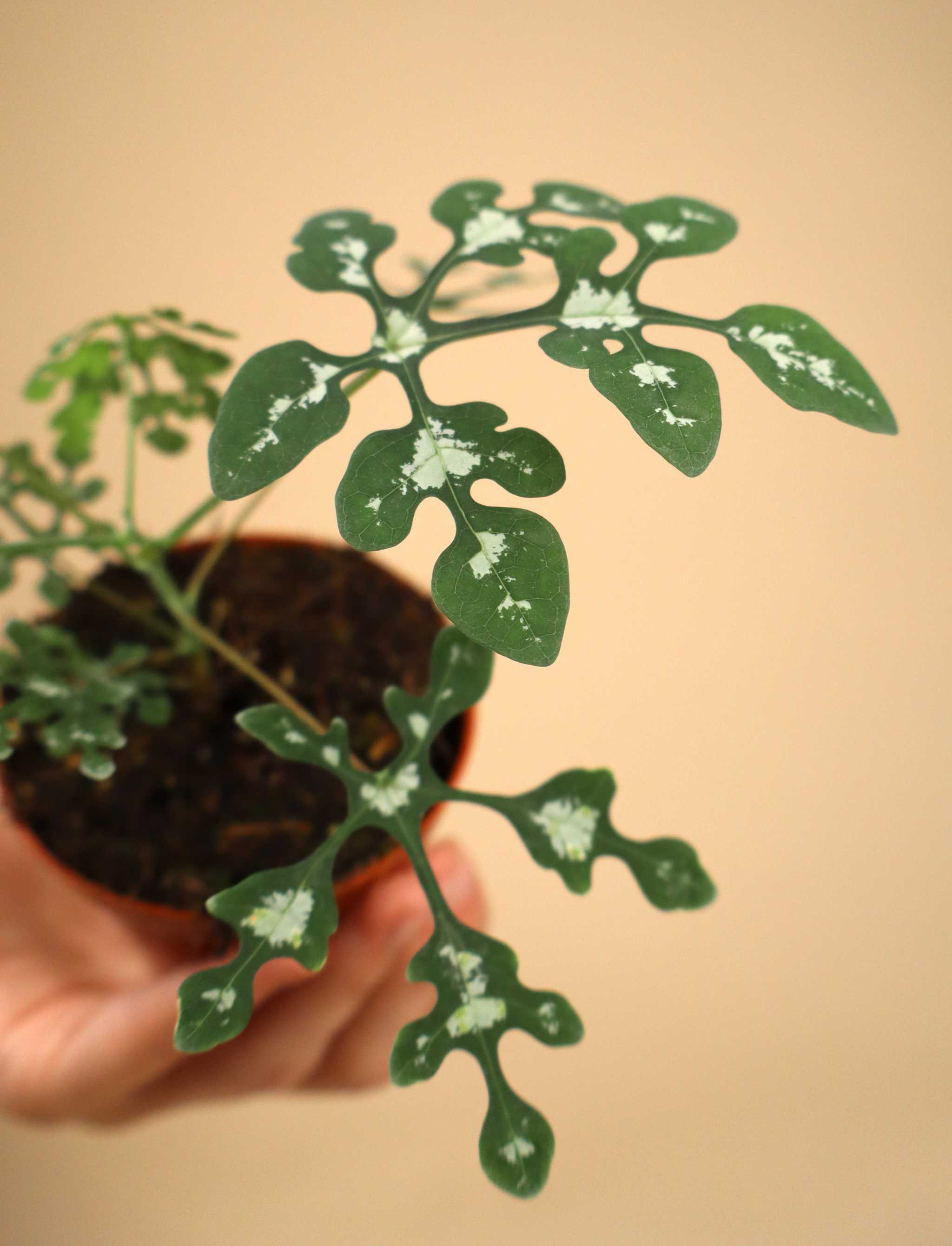 Adenia perrieri | Buy Exotic Houseplants Online – Ormbunker