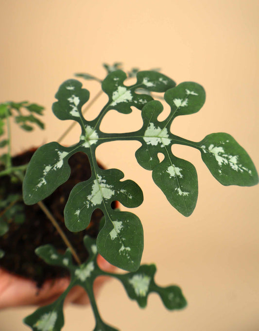 Adenia perrieri