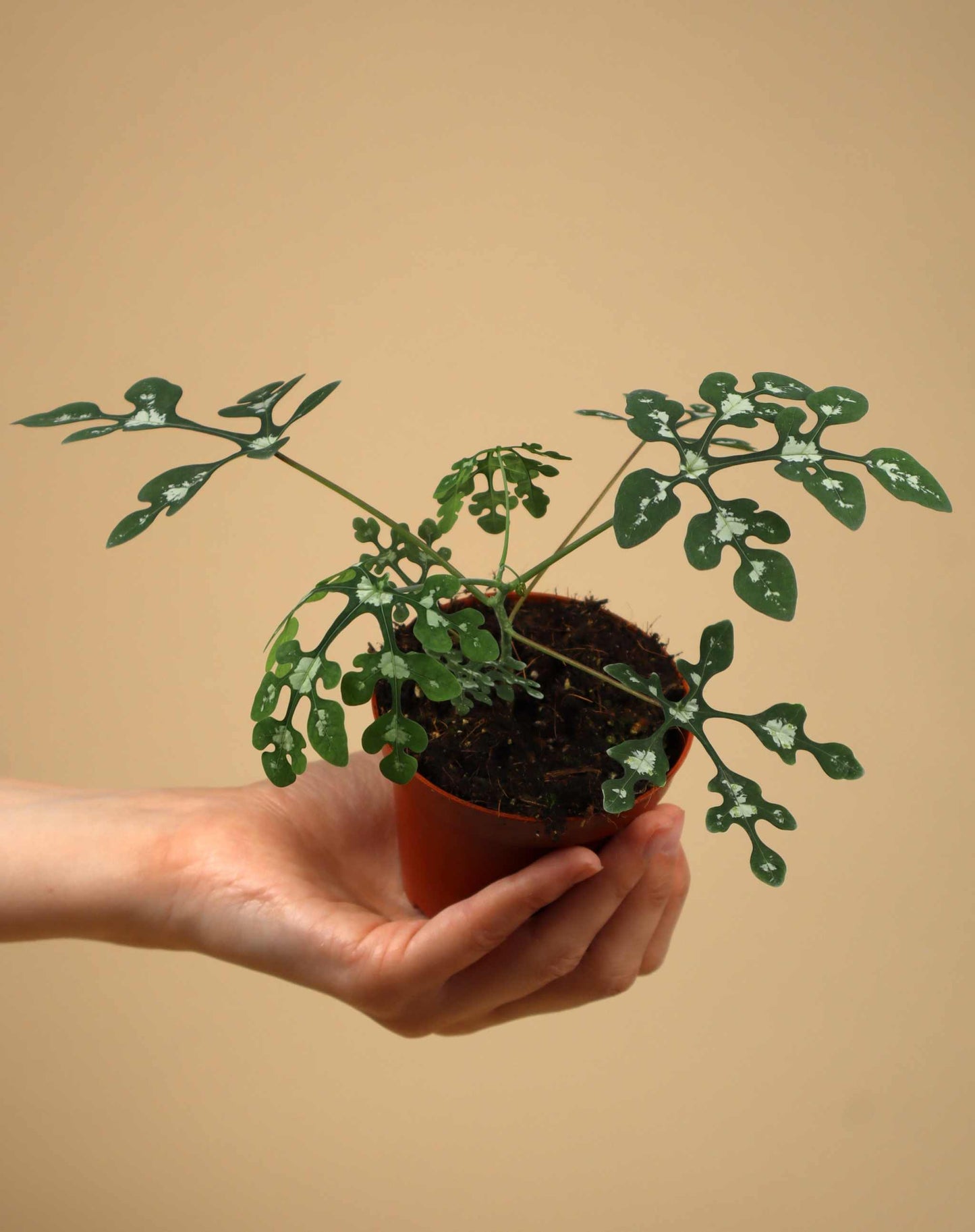 Adenia perrieri