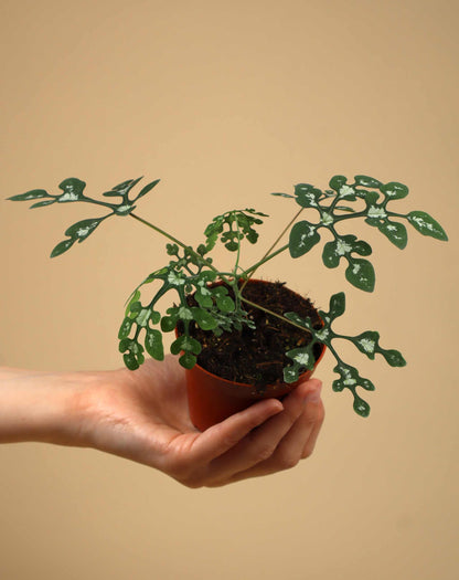 Adenia perrieri