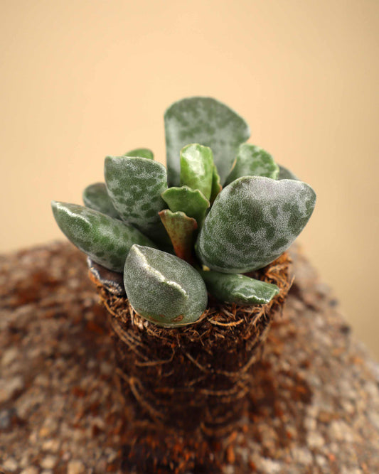 Adromischus cooperi