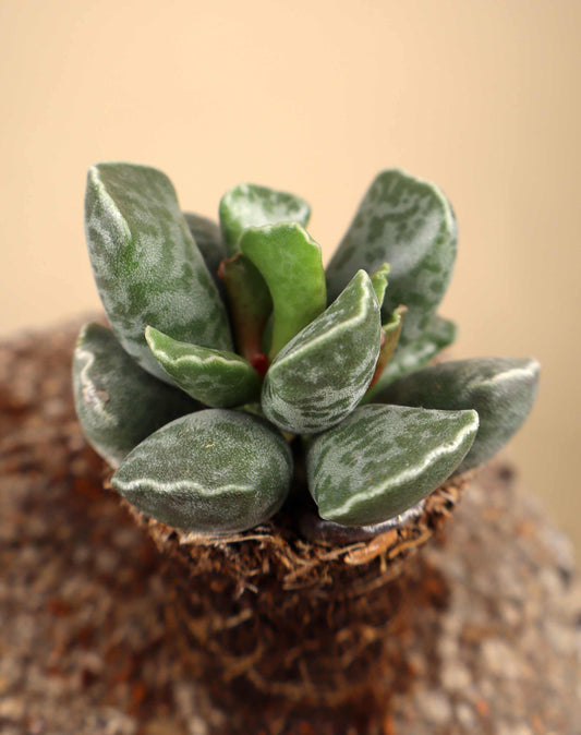 Adromischus cooperi