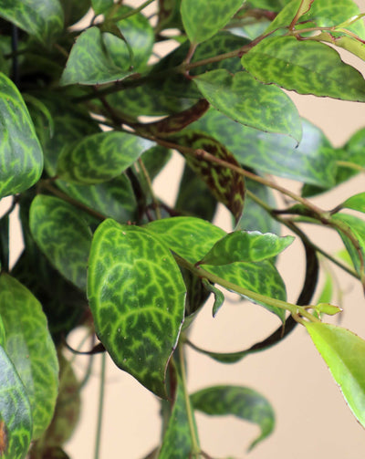 Aeschynanthus longicaulis | Ampelfackla