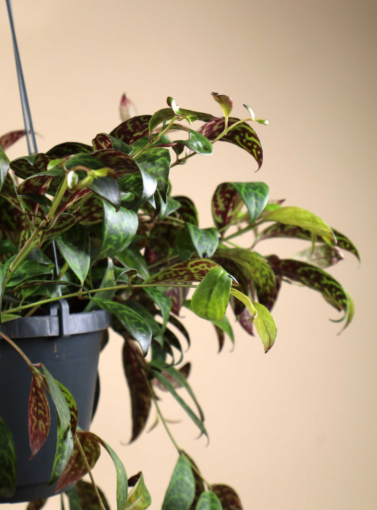 Aeschynanthus longicaulis | Ampelfackla