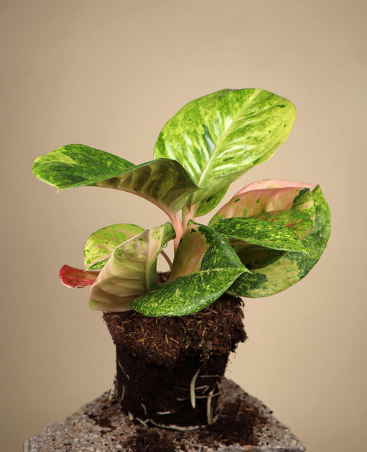 Aglaonema 'Apple Fantasy'