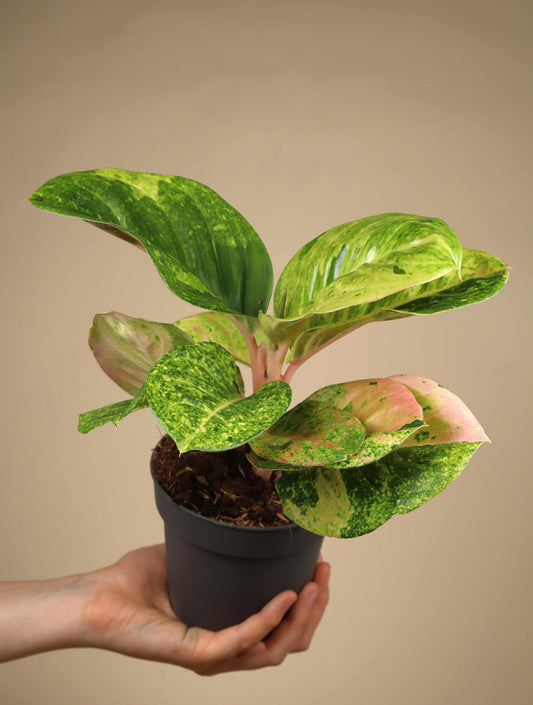 Aglaonema 'Apple Fantasy'