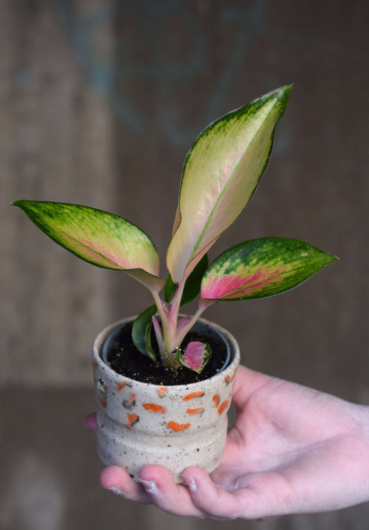Aglaonema red valentine