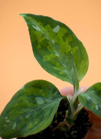 Aglaonema pictum tricolor