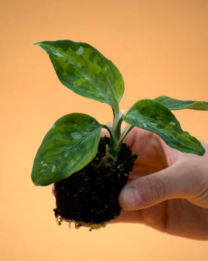 Aglaonema pictum tricolor