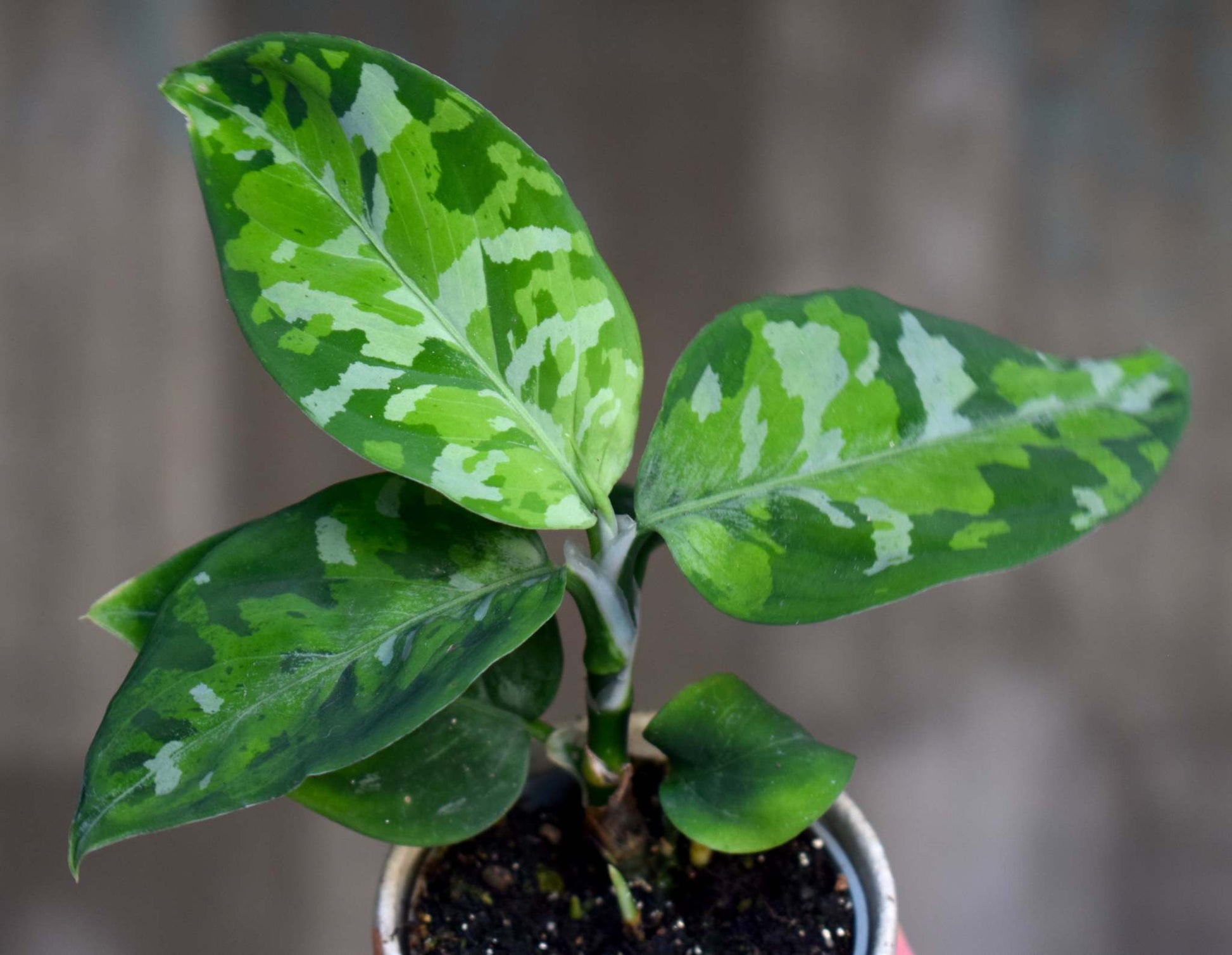 camouflage aglaonema pictum tricolor Aglaonema pictum tricolor For Sale