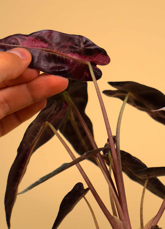 Alocasia bambino pink variegata