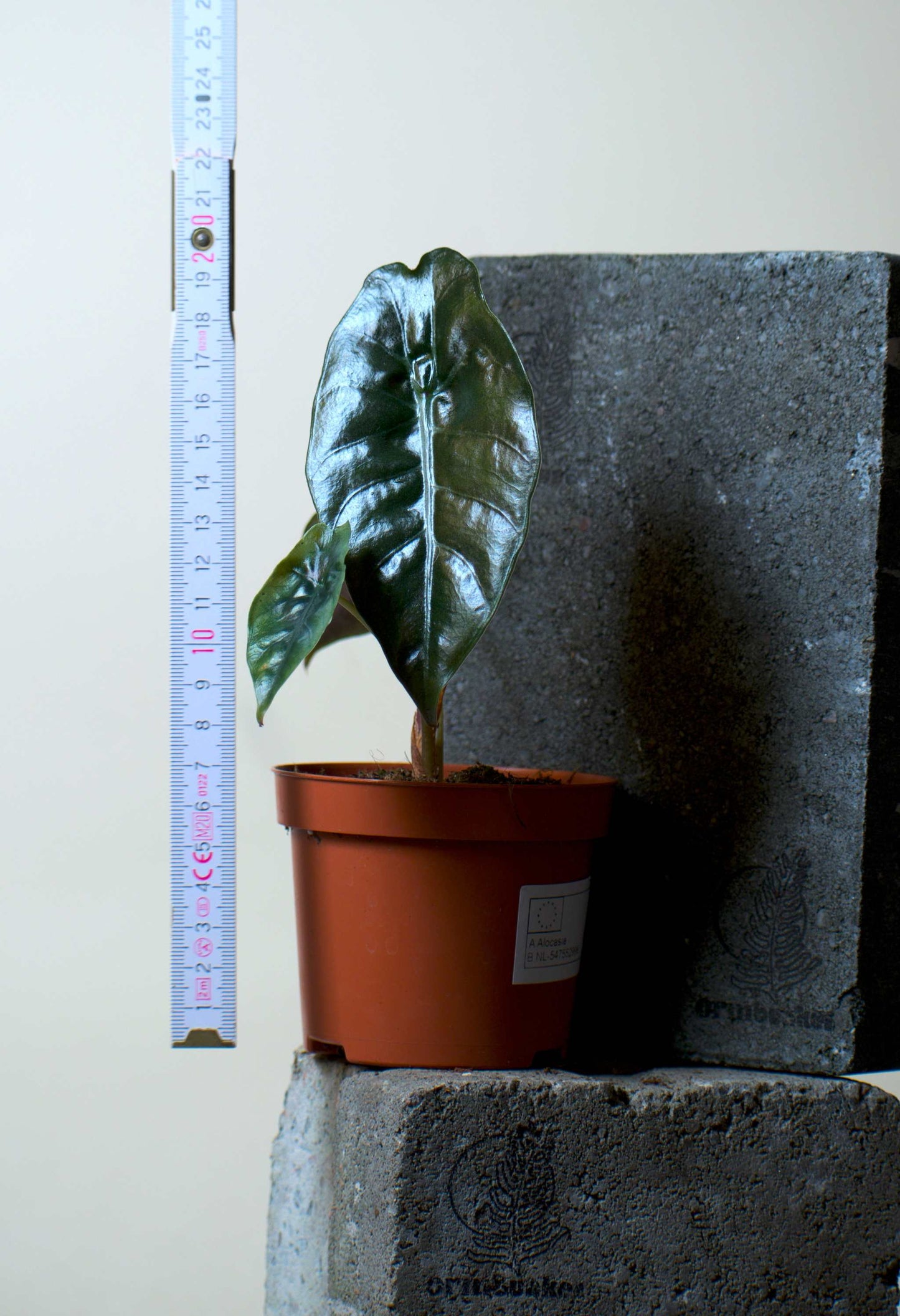 Alocasia Chantrierii