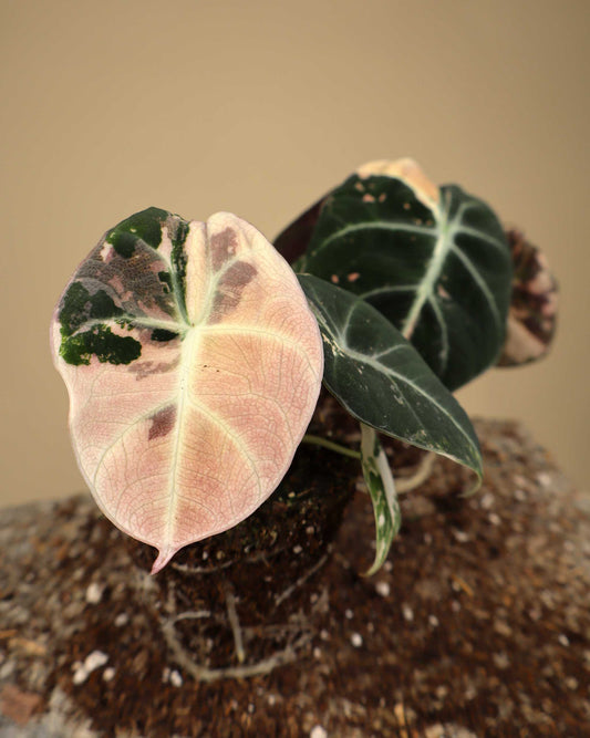 Alocasia 'Black Velvet' Pink Variegata