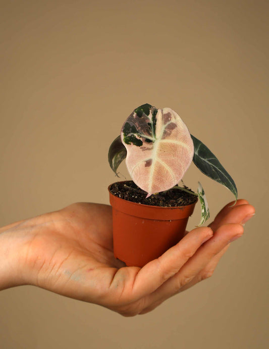 Alocasia 'Black Velvet' Pink Variegata