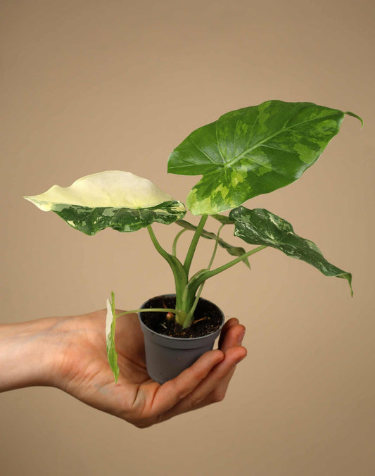 Alocasia 'Gageana Albo Variegata'