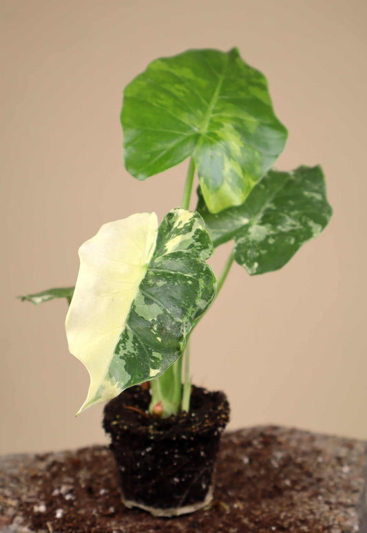 Alocasia 'Gageana Albo Variegata'