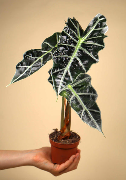 Alocasia 'Polly'