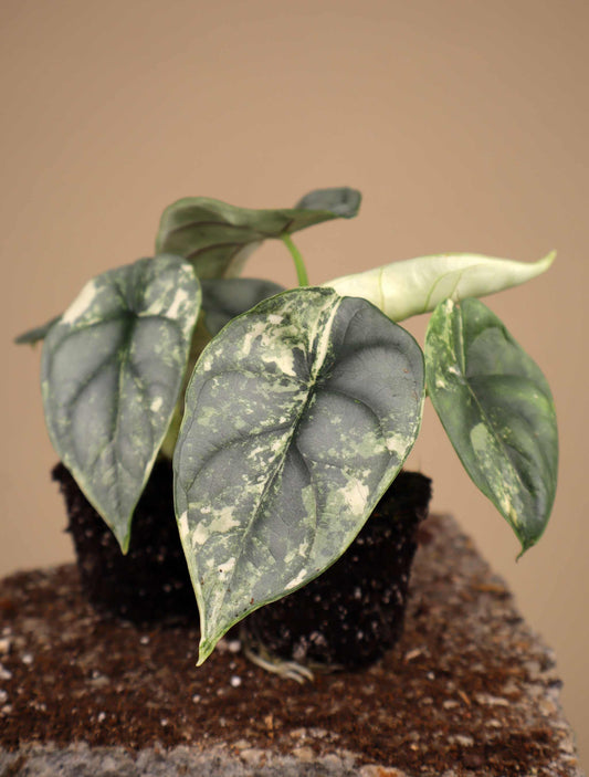 Alocasia 'Silver Dragon' Variegata
