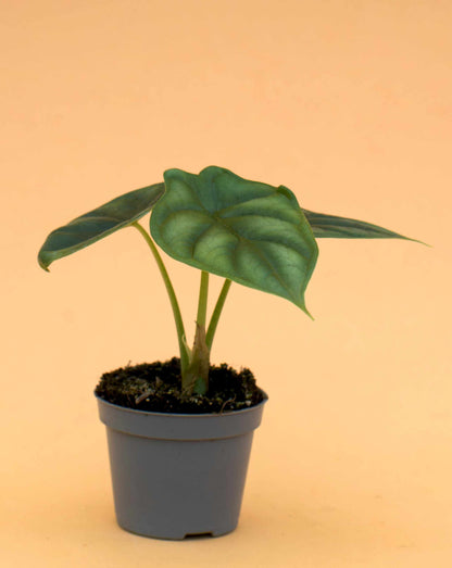 Alocasia baginda 'Dragon Scale'