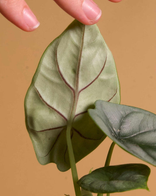 Alocasia baginda 'silver dragon'