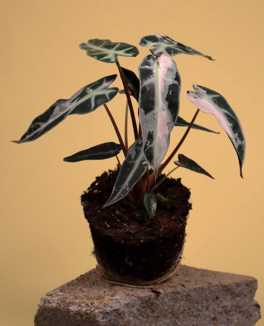Alocasia bambino pink variegata