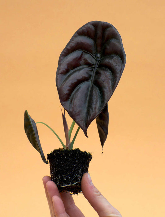Alocasia cuprea 'kopparsköld'