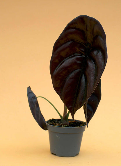 Alocasia cuprea 'kopparsköld'